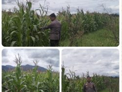 Bhabinkamtibmas Polres Lahat Dukung Ketahanan Pangan melalui Pengecekan Tanaman Jagung
